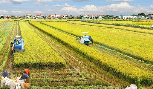 Sostenibilidad avanzará en Vietnam con nueva estrategia de desarrollo agrícola ảnh 1