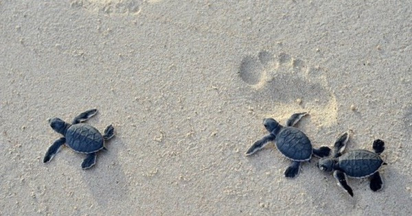 Conservan poblaciones y hábitats de tortugas marinas en Vietnam ảnh 2 Conservan poblaciones y hábitats de tortugas marinas en Vietnam ảnh 2
