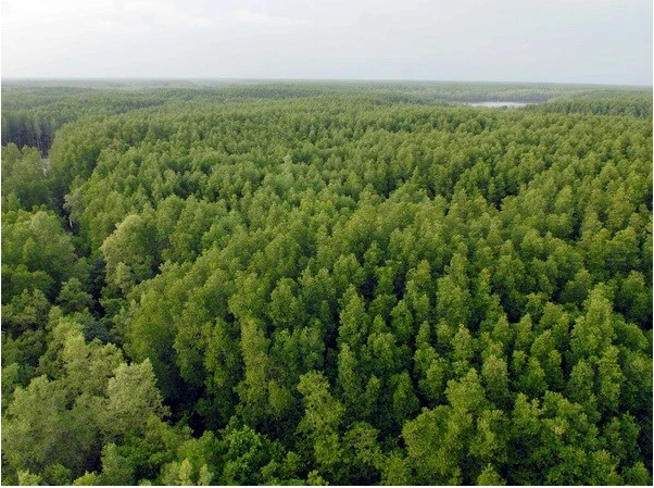 Vietnam trabaja para prevenir degradación de la biodiversidad ảnh 2 Vietnam trabaja para prevenir degradación de la biodiversidad ảnh 2