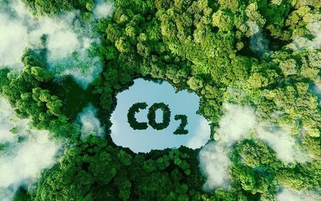 Vietnam vende por primera vez créditos de carbono forestal por valor de 51,5 millones de dólares ảnh 2 Vietnam vende por primera vez créditos de carbono forestal por valor de 51,5 millones de dólares ảnh 2