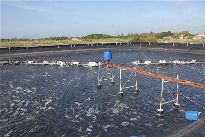 Vietnam aplica tecnología en industria camaronera para aumentar exportaciones ảnh 2 Vietnam aplica tecnología en industria camaronera para aumentar exportaciones ảnh 2