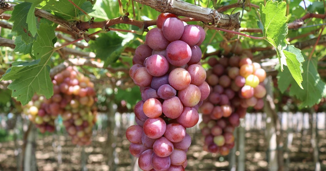 Mejoran valor de productos de uva de Ninh Thuan ảnh 1 Mejoran valor de productos de uva de Ninh Thuan ảnh 1