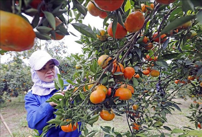 Provincia de Hoa Binh mejora medios de vida de minorías étnicas ảnh 1 Provincia de Hoa Binh mejora medios de vida de minorías étnicas ảnh 1