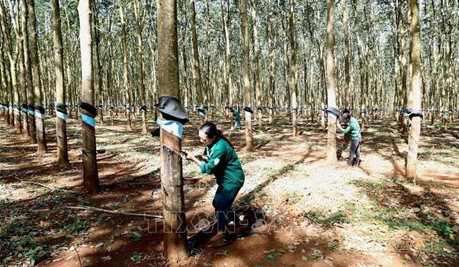 Prevén dificultades para exportación de caucho de Vietnam en último trimestre del año ảnh 1 Prevén dificultades para exportación de caucho de Vietnam en último trimestre del año ảnh 1