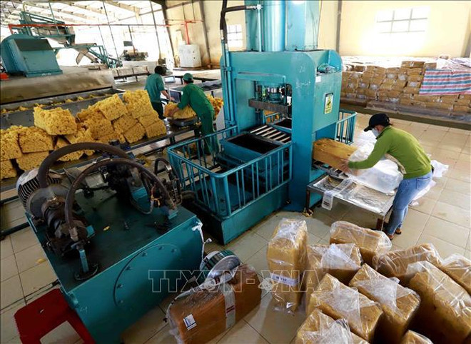 Prevén dificultades para exportación de caucho de Vietnam en último trimestre del año ảnh 2 Prevén dificultades para exportación de caucho de Vietnam en último trimestre del año ảnh 2