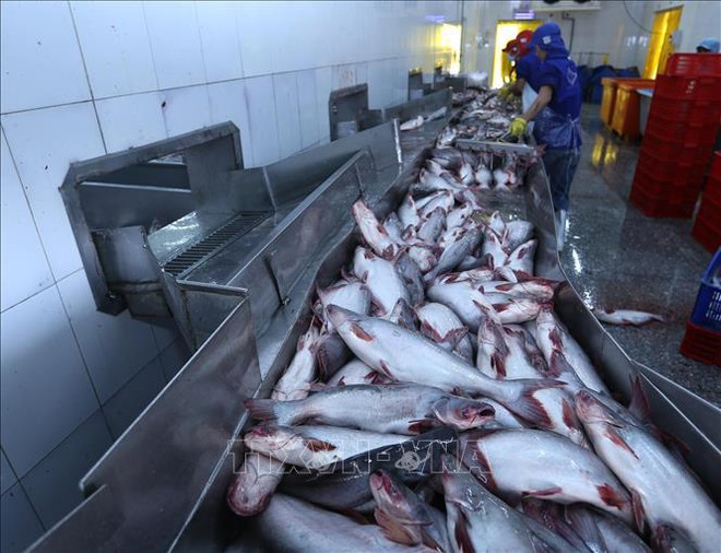 ASEAN superará a UE como mayor receptor de pangasius vietnamita ảnh 2