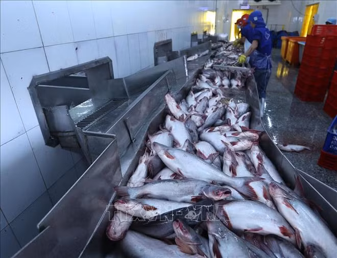 ASEAN superará a UE como mayor receptor de pangasius vietnamita ảnh 2