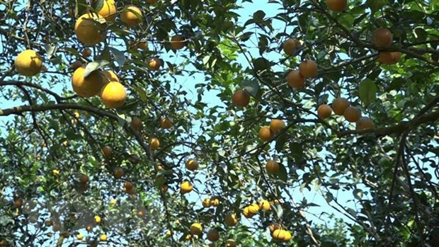 Códigos de área de cultivo: Llave para abrir puerta de productos agrícolas vietnamitas al mundo ảnh 2 Códigos de área de cultivo: Llave para abrir puerta de productos agrícolas vietnamitas al mundo ảnh 2
