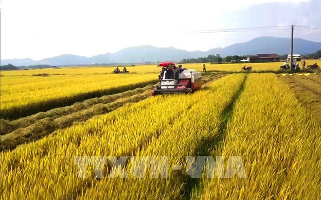 Sector agrícola de Vietnam trabaja por lograr metas trazadas para 2022 ảnh 1 Sector agrícola de Vietnam trabaja por lograr metas trazadas para 2022 ảnh 1