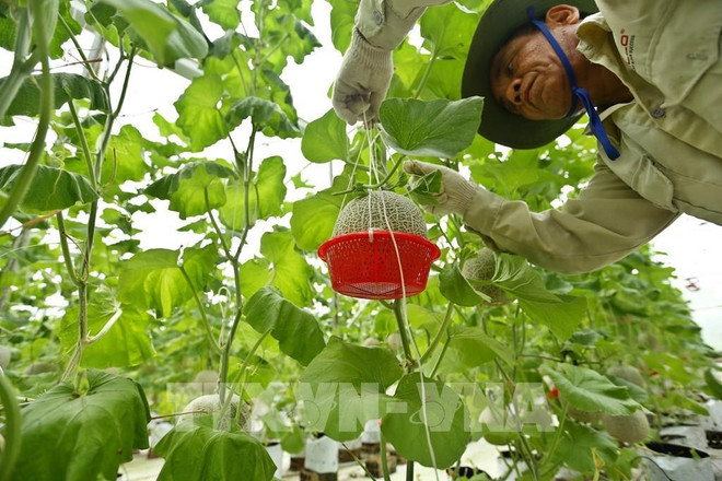 Agricultura verde: tendencia a seguir en Vietnam ảnh 1