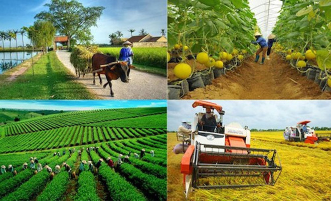 Sector agrícola de Vietnam logra alentadores resultados en 2022 ảnh 3 Sector agrícola de Vietnam logra alentadores resultados en 2022 ảnh 3
