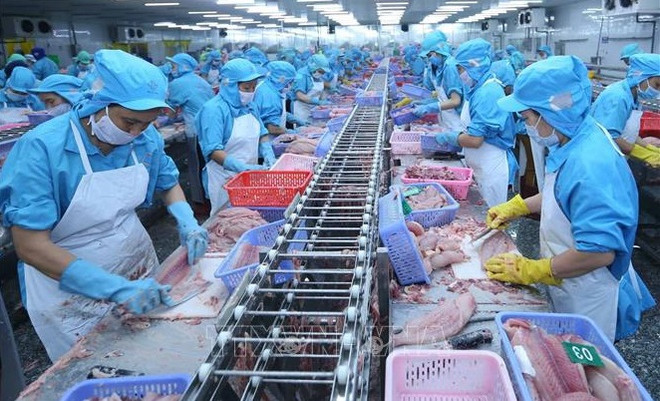 Vietnam registra repunte en exportaciones de pangasius ảnh 1 Vietnam registra repunte en exportaciones de pangasius ảnh 1