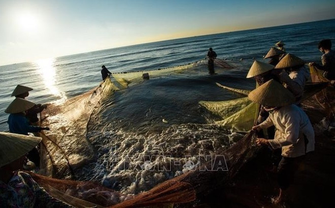 Por el desarrollo sostenible de la industria pesquera de Vietnam ảnh 1 Por el desarrollo sostenible de la industria pesquera de Vietnam ảnh 1