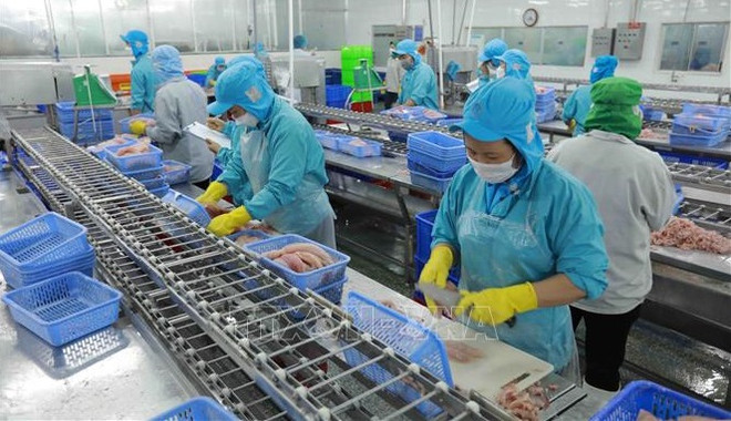 Vietnam registra repunte en exportaciones de pangasius ảnh 2 Vietnam registra repunte en exportaciones de pangasius ảnh 2