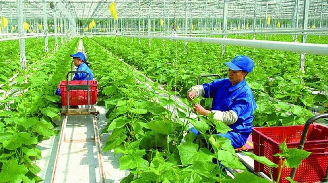 Agricultura vietnamita adopta soluciones para implementar compromisos de COP26 ảnh 1 Agricultura vietnamita adopta soluciones para implementar compromisos de COP26 ảnh 1