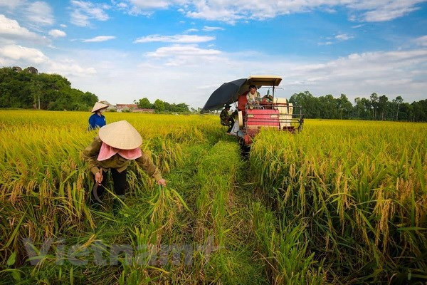 Sector agrícola contribuye al superávit comercial de Vietnam ảnh 1 Sector agrícola contribuye al superávit comercial de Vietnam ảnh 1