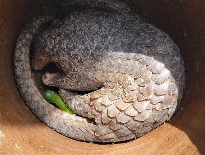 Entregarán un pangolín capturado al Parque Nacional U Minh Ha ảnh 1