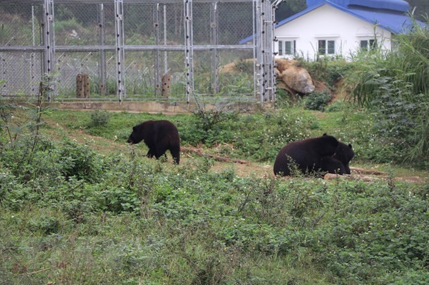 Provincia vietnamita por desarrollar turismo ligado con vida vilvestre ảnh 1