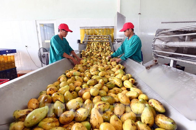 Exportaciones de productos agrícolas de Vietnam a UE alcanzan crecimiento impresionante ảnh 2