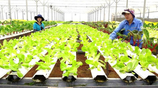Registran en Vietnam 17 grandes proyectos de inversión en sector agrícola en 2019 ảnh 1 Registran en Vietnam 17 grandes proyectos de inversión en sector agrícola en 2019 ảnh 1