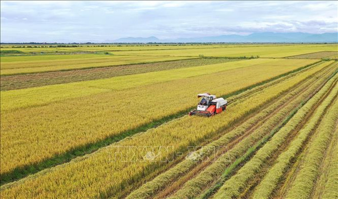Envía empresa vietnamita miles de toneladas de arroz al extranjero ảnh 1