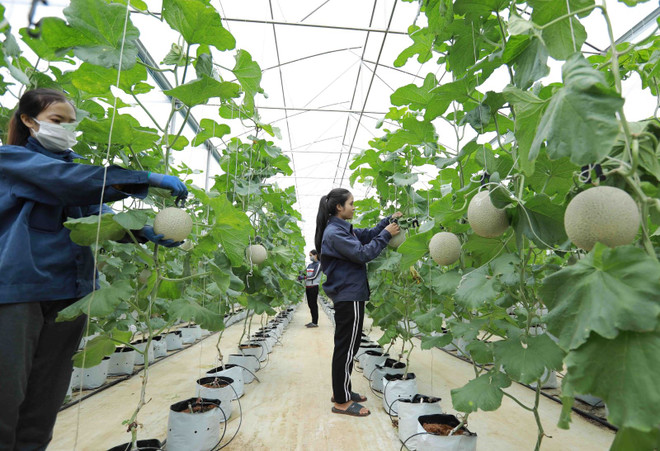 Proponen establecer centro de apoyo a la transformación digital para cooperativas en Vietnam ảnh 1 Proponen establecer centro de apoyo a la transformación digital para cooperativas en Vietnam ảnh 1