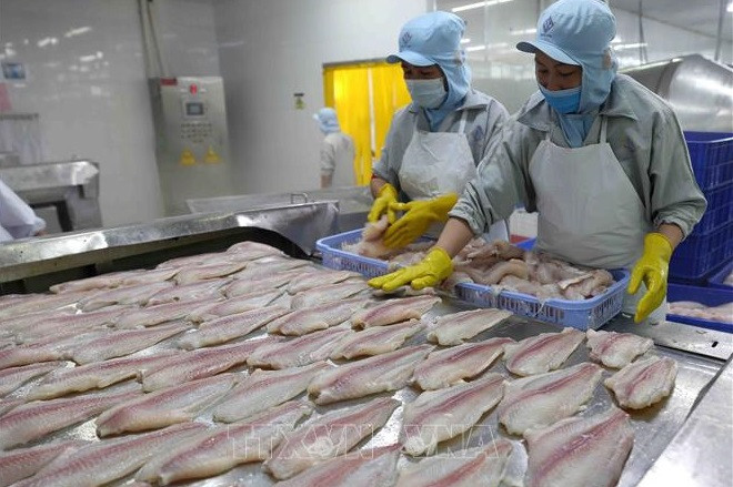 Vietnam por alcanzar ingresos multimillonarios de exportaciones de pescado Tra en 2022 ảnh 1 Vietnam por alcanzar ingresos multimillonarios de exportaciones de pescado Tra en 2022 ảnh 1