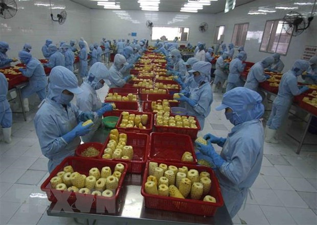Vietnam por ampliar mercados receptores para sus frutas y verduras ảnh 1 Vietnam por ampliar mercados receptores para sus frutas y verduras ảnh 1