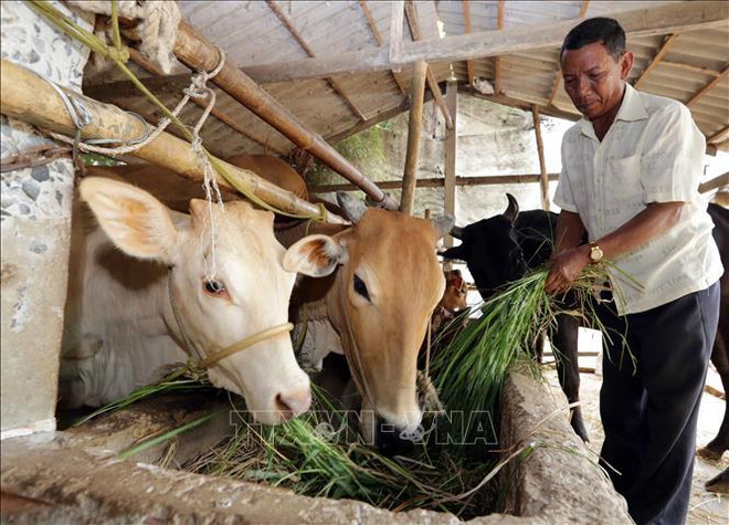 Provincia vietnamita de Tra Vinh implementa 10 proyectos para mejorar la vida de etnias minoritarias ảnh 1 Provincia vietnamita de Tra Vinh implementa 10 proyectos para mejorar la vida de etnias minoritarias ảnh 1