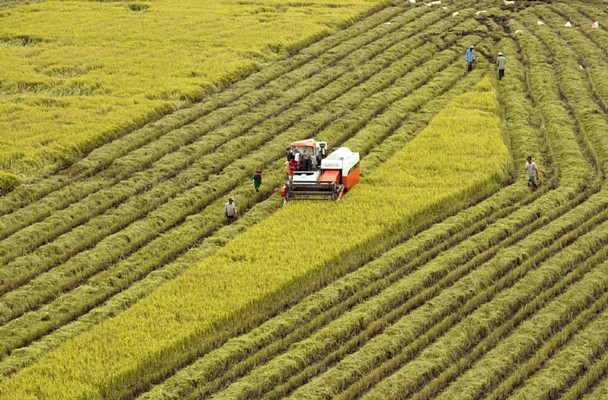 Vietnam establece comité directivo de desarrollo agrícola y rural en Delta del Mekong ảnh 1 Vietnam establece comité directivo de desarrollo agrícola y rural en Delta del Mekong ảnh 1