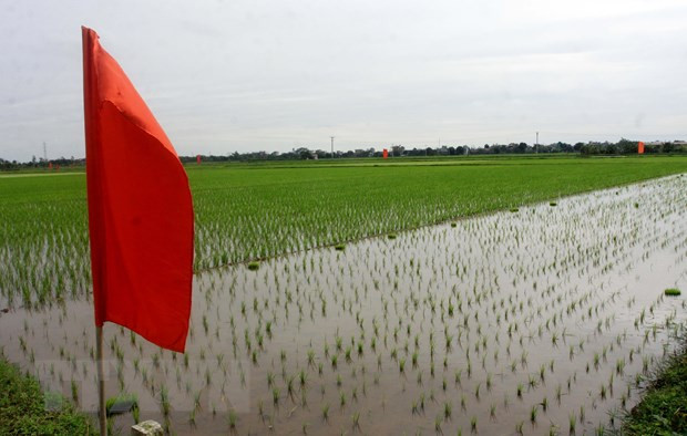 Lanzan en provincia vietnamita proyecto para mejorar cadena de valor del arroz en delta del río Rojo ảnh 1