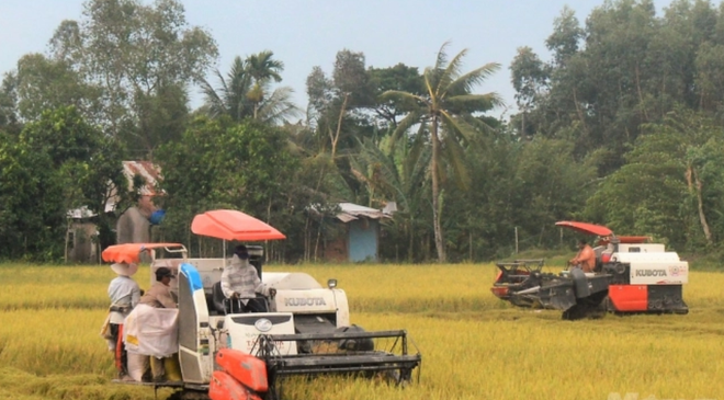 Provincia vietnamita empeñada en desarrollar vastos campos de cultivo ảnh 1 Provincia vietnamita empeñada en desarrollar vastos campos de cultivo ảnh 1
