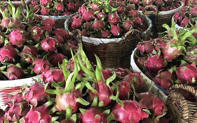 Exportaciones de verduras de Vietnam superan mil millones de dólares ảnh 1 Exportaciones de verduras de Vietnam superan mil millones de dólares ảnh 1