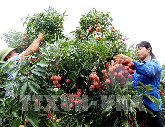 Incrementan apoyo al consumo de lichi y otros productos agrícolas de Vietnam ảnh 1 Incrementan apoyo al consumo de lichi y otros productos agrícolas de Vietnam ảnh 1