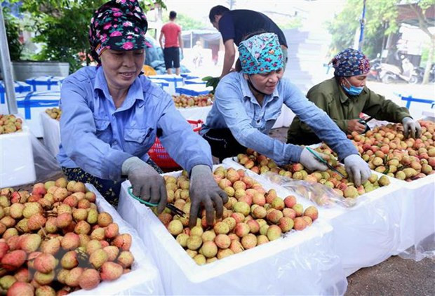 Ponen a la venta lichi Thanh Ha de Vietnam en plataforma de e-comercio ảnh 1 Ponen a la venta lichi Thanh Ha de Vietnam en plataforma de e-comercio ảnh 1