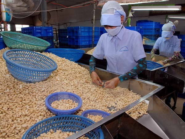 Empresas vietnamitas aumentan importaciones de anacardo crudo ảnh 1
