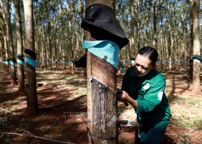 Fuerte incremento en exportaciones de caucho de Vietnam ảnh 1