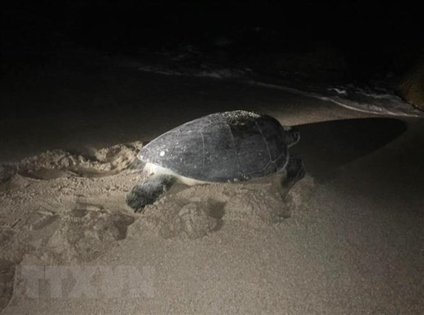 Liberan al mar tortuga rara en Vietnam ảnh 1