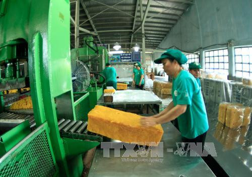 Vietnam registra fuerte aumento de exportación de caucho ảnh 1 Vietnam registra fuerte aumento de exportación de caucho ảnh 1