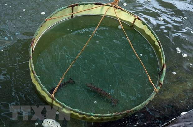 Provincia vietnamita de Ca Mau desarrolla indicación geográfica de camarón tigre negro ảnh 1 Provincia vietnamita de Ca Mau desarrolla indicación geográfica de camarón tigre negro ảnh 1