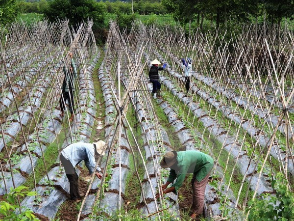 Estimulan en Vietnam desarrollo de economía colectiva y cooperativa ảnh 1 Estimulan en Vietnam desarrollo de economía colectiva y cooperativa ảnh 1