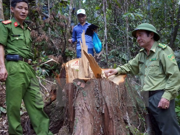 Cierre de bosques naturales en altiplanicie occidental de Vietnam ảnh 1 Cierre de bosques naturales en altiplanicie occidental de Vietnam ảnh 1