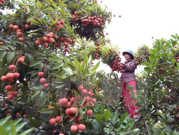 Provincia de Vietnam exporta más de 32 mil toneladas de lichi ảnh 1 Provincia de Vietnam exporta más de 32 mil toneladas de lichi ảnh 1