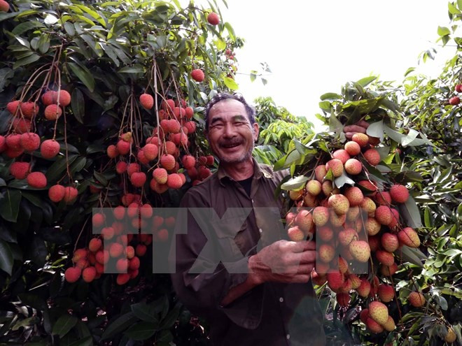 Centro de Hanoi irradia primeras toneladas de lichi para la exportación ảnh 1 Centro de Hanoi irradia primeras toneladas de lichi para la exportación ảnh 1