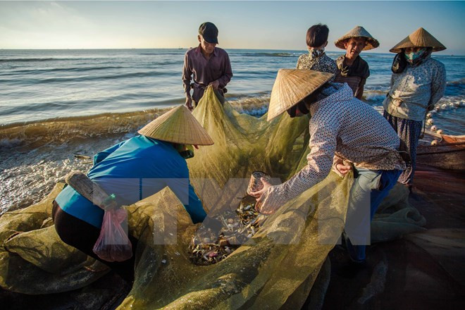 Afectados por la muerte masiva de peces recibirán compensaciones en Vietnam ảnh 1
