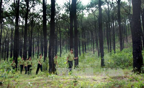 Cobertura forestal de Vietnam alcanza más del 40 por ciento ảnh 1