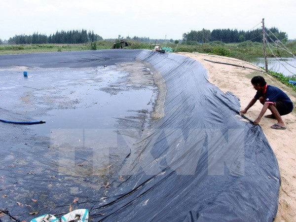 Vietnam planea elevar superficie de arenal destinado a cría de camarones ảnh 1 Vietnam planea elevar superficie de arenal destinado a cría de camarones ảnh 1