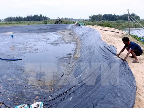 Vietnam planea elevar superficie de arenal destinado a cría de camarones ảnh 1