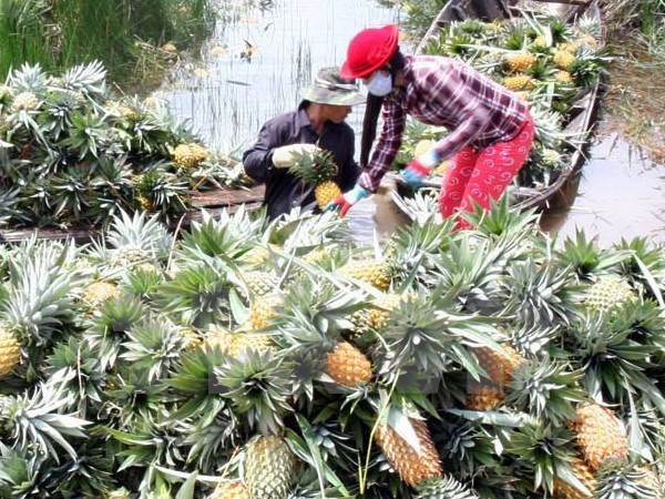 Empresa sudcoreana busca en localidad vietnamita oportunidades de inversión en agricultura ảnh 1 Empresa sudcoreana busca en localidad vietnamita oportunidades de inversión en agricultura ảnh 1