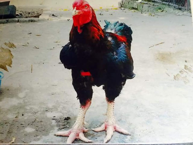 Pollo Ho, la especie más rara y sagrada del pueblo de Lac Tho ảnh 1 Pollo Ho, la especie más rara y sagrada del pueblo de Lac Tho ảnh 1